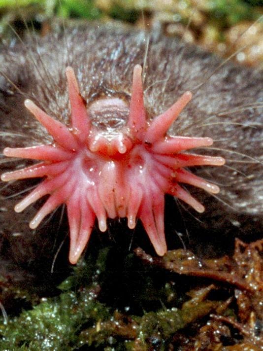 star-nosed-mole-3_4.jpg
