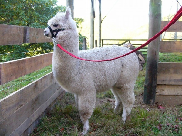 alpacas-facts_2361_1_1559431827.jpg