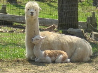 alpaca11.jpg