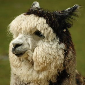 300px-Alpaca_headshot.jpg