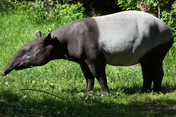 10.-Malayan-Tapir.jpg