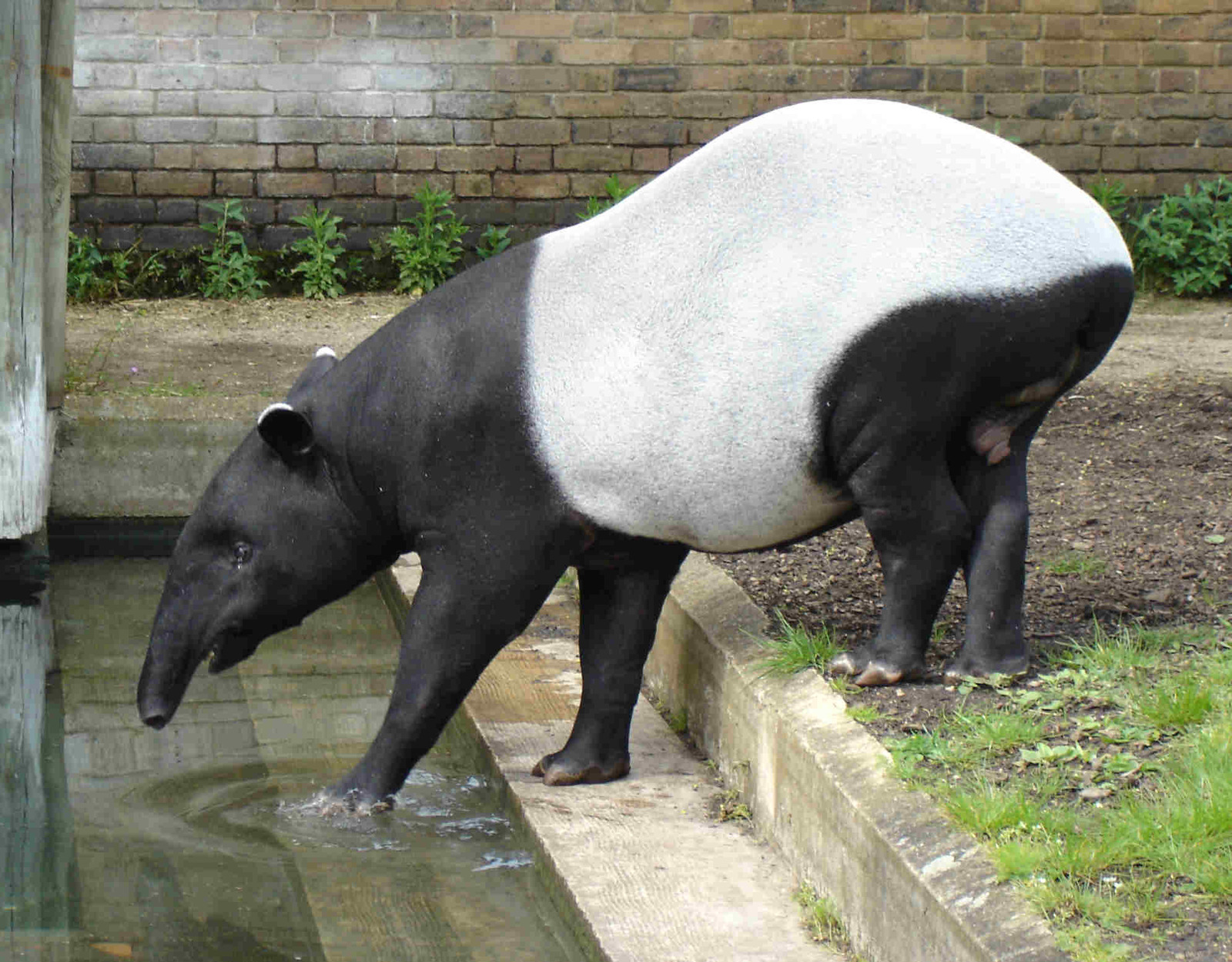 Malayan_Tapir.jpg