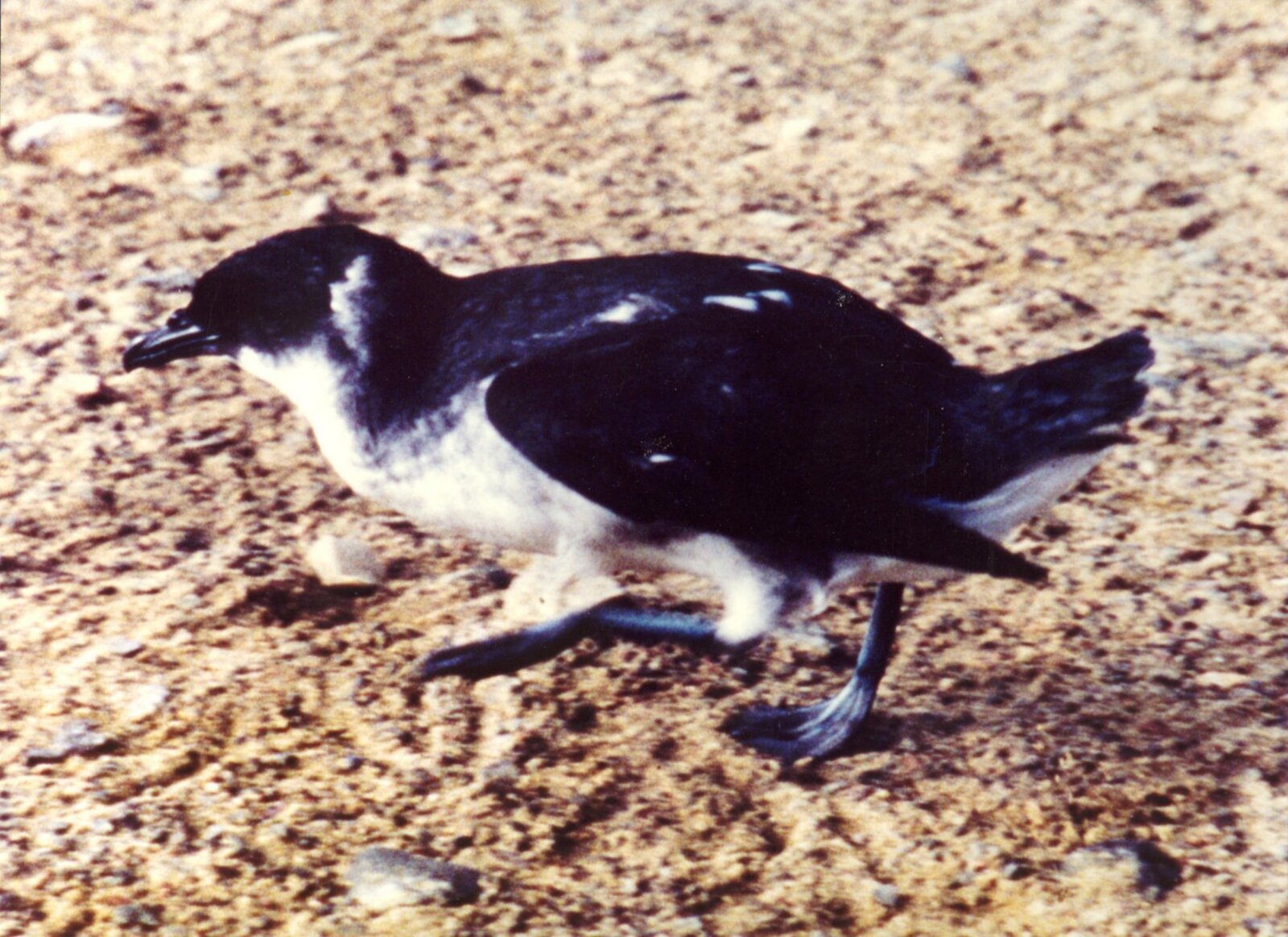 Peruvian_Diving_Petrel_Fledge.jpg