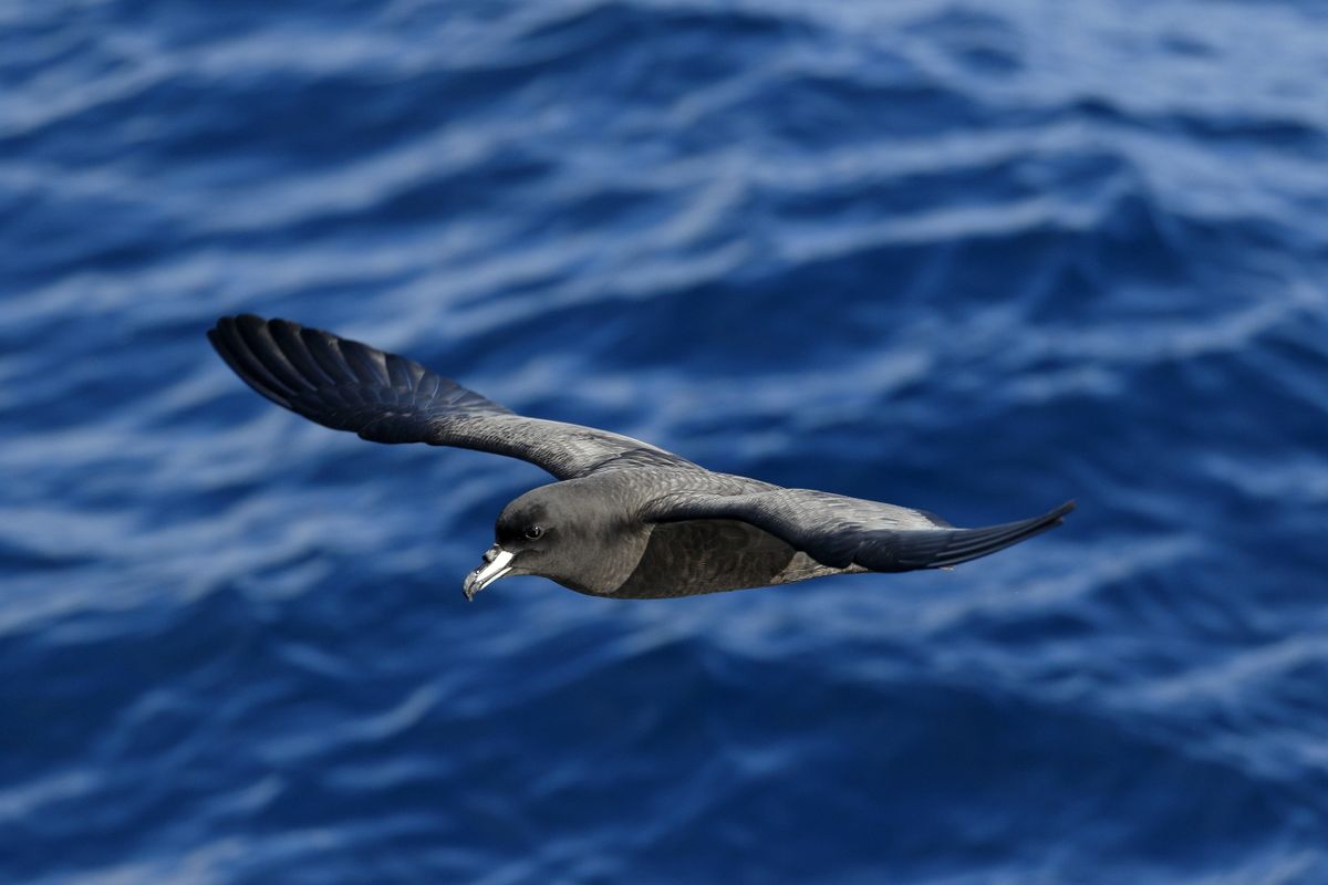 1200px-Westland_petrel_flying.jpg