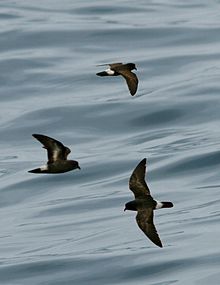 220px-European_Storm_Petrel_From_The_Crossley_ID_Guide_Eastern_Birds.jpg