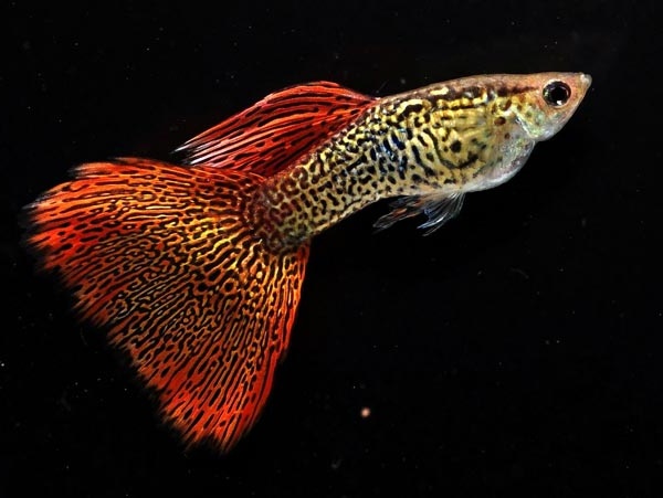 ornamental-fish-for-beginners_2128_3_1521906479.jpg