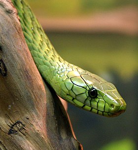 280px-Dendroaspis_viridisPCCA20051227-1885B.jpg