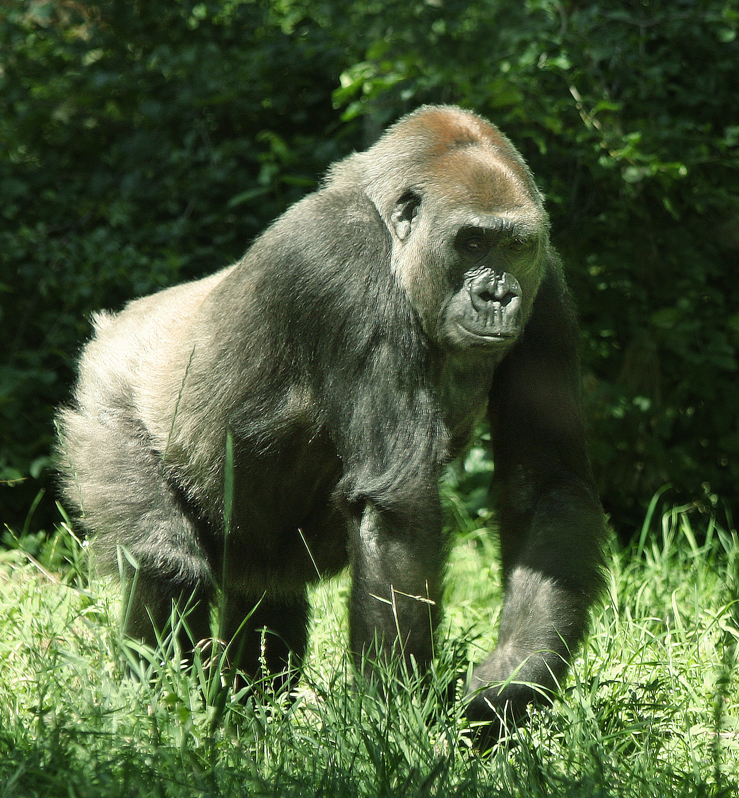 Lowland_Gorilla_%288973697544%29.jpg