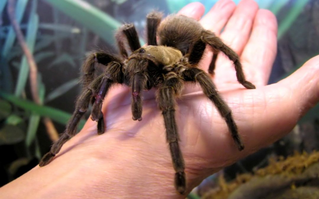 tarantula-1080x675.jpg