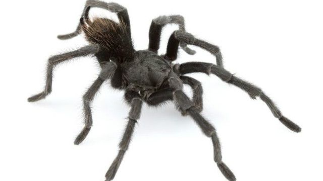 160205023744_black_tarantula_640x360_chrisahamilton_nocredit.jpg