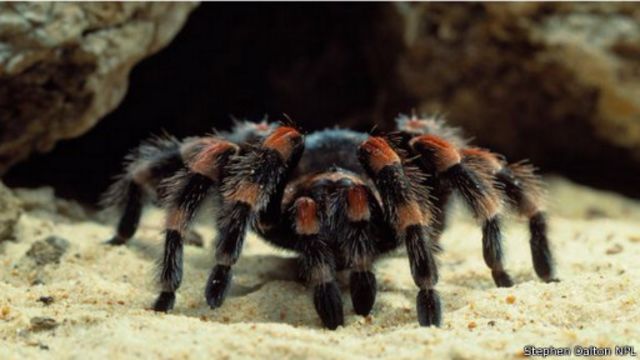 150709183111_the_truth_about_tarantulas_512x288_stephendaltonnpl.jpg