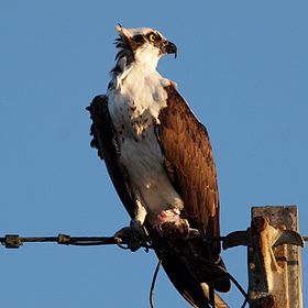 280px-Osprey-27527-1.jpg