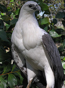 220px-Haliaeetus_leucogaster_-Gippsland%2C_Victoria%2C_Australia-8.jpg