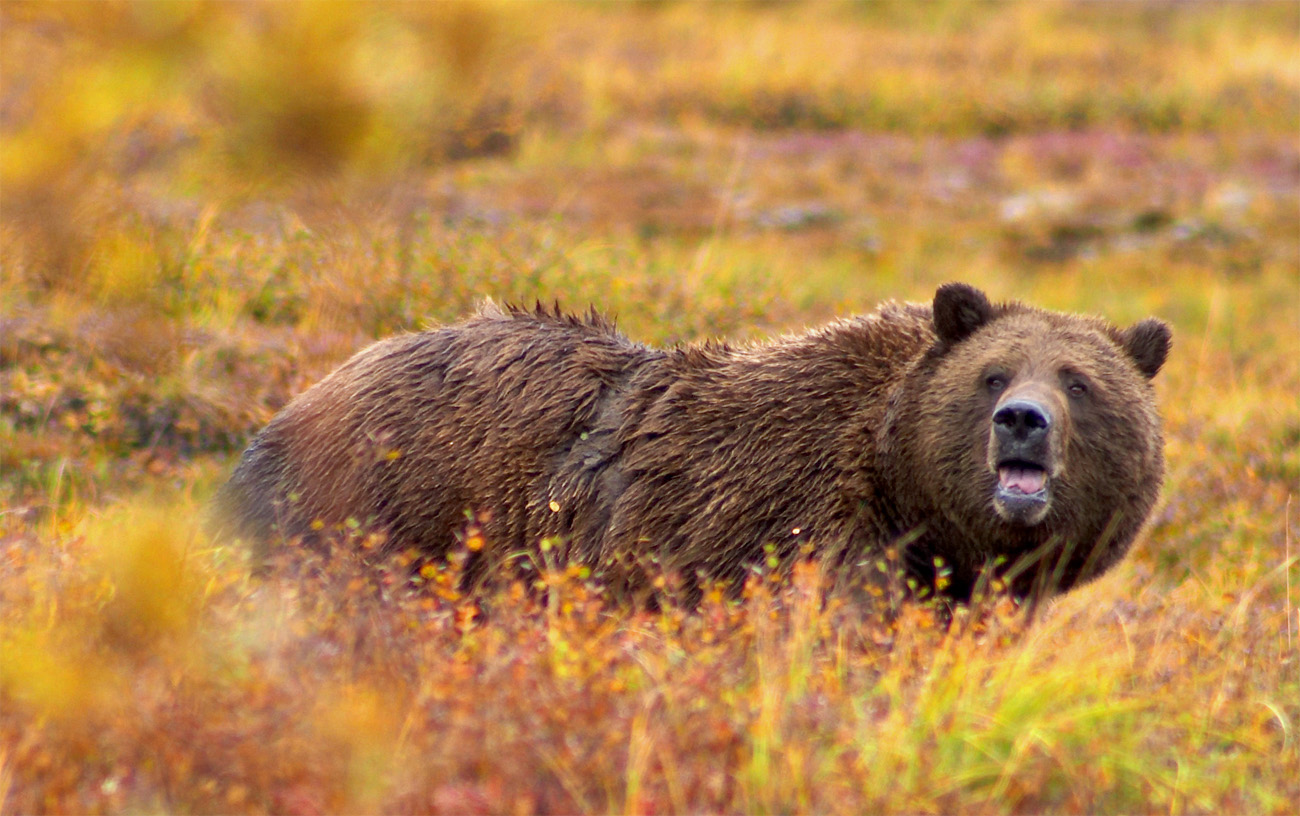 Grizzly_Denali_Crop.jpg