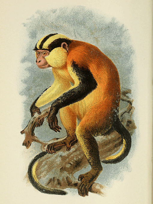 510px-Handbook_to_the_Primates_Plate_30.jpg