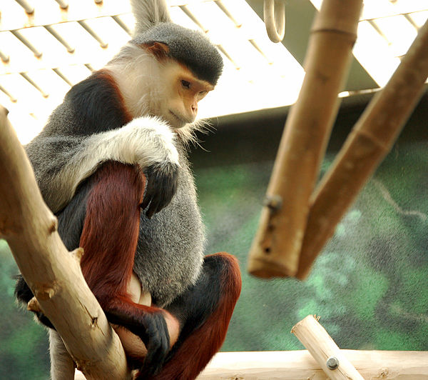 600px-Red-shanked_Douc_%28Pygathrix_nemaeus%29_-Philadelphia_Zoo.jpg