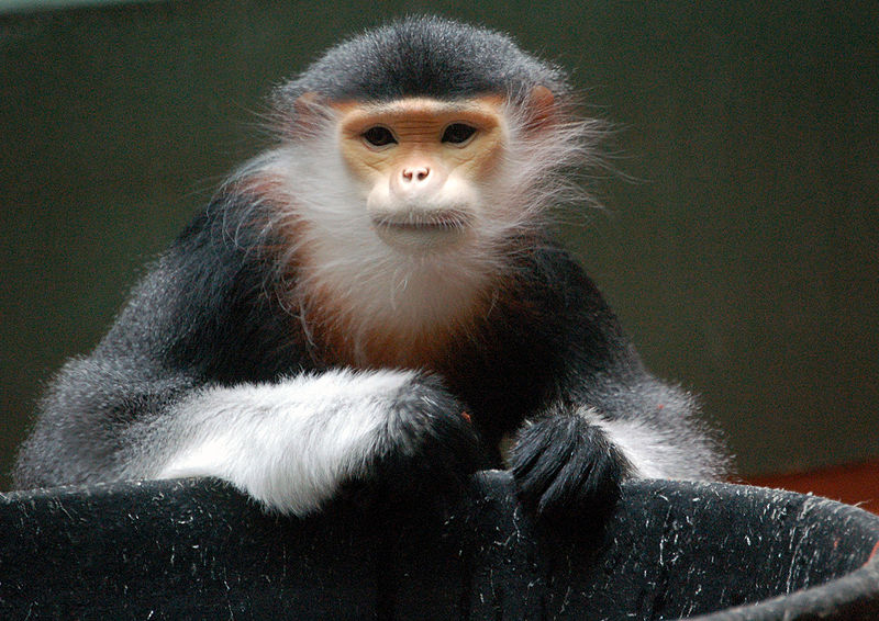 800px-Red-shanked_Douc_at_the_Philadelphia_Zoo.jpg