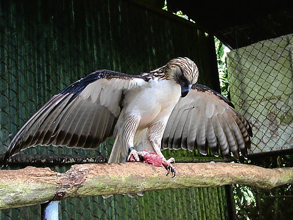 philippine-eagle.jpg