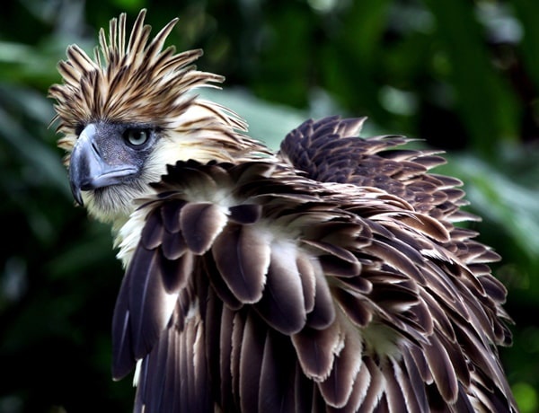 philippine-eagle_95_2_1605639205.jpg