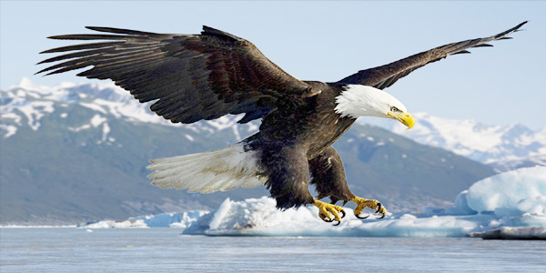 Bald-Eagle-Facts.jpg