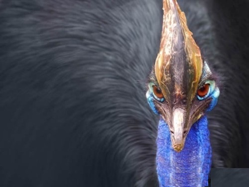 cassowary03.jpg