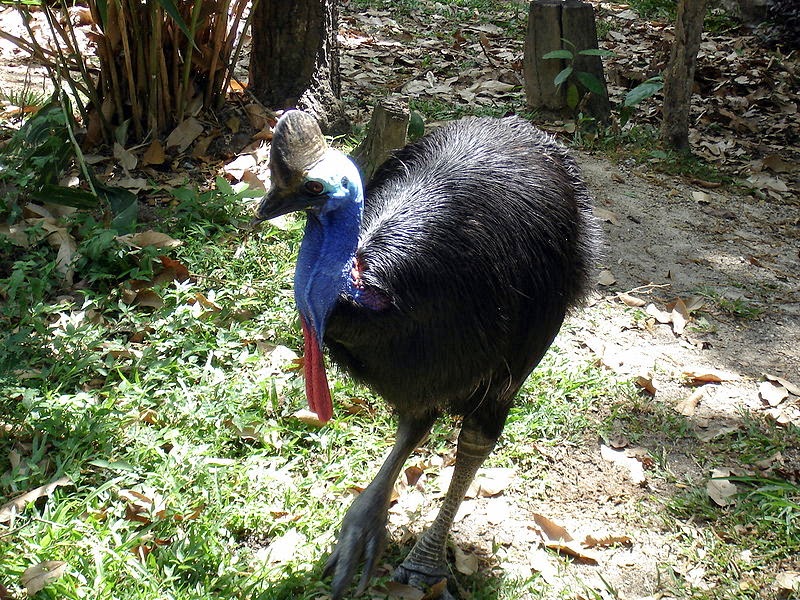 83%D8%A7%D8%B3%D9%88%D8%B1%D9%8A+%D8%A7%D9%84%D8%AC%D9%86%D9%88%D8%A8%D9%8A+(Southern+Cassowary).jpg
