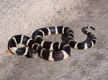 king-snakes-and-milk-snakes.jpg
