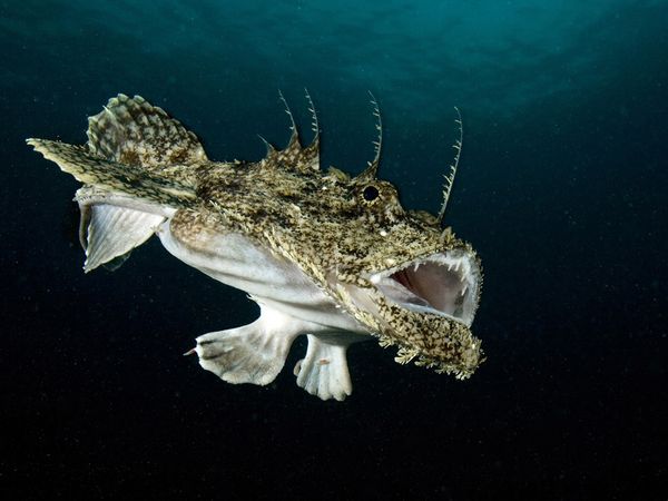unusual-looking04-anglerfish_23808_600x450.jpg