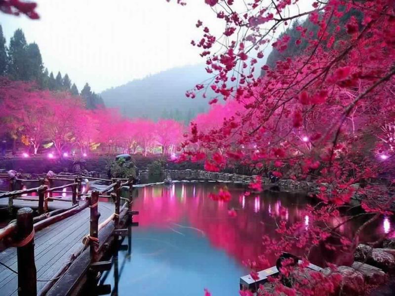 303036-Cherry-Blossom-Lake-Sakura-Japan.jpg