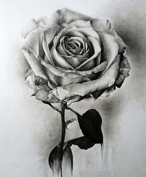 Fabules-flower-drawing.jpg