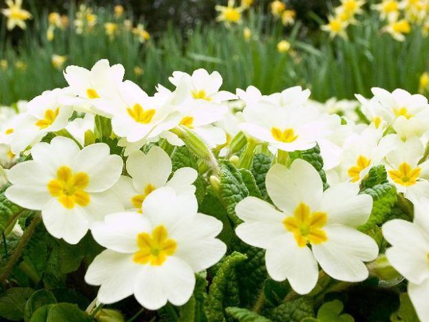 spring%20flowers-623x467.jpg