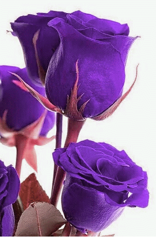 Violet-Flowers-Pictures-10.png