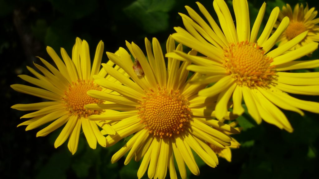 three-yellow-flowers-1024x576.jpg