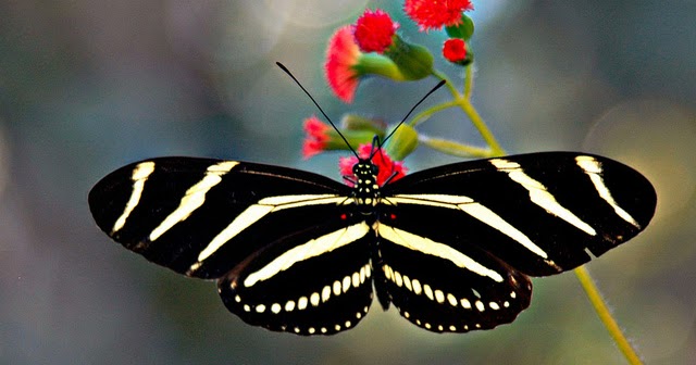 beautiful-butterfly-pictures+(14).jpg