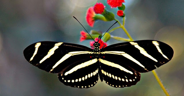 beautiful-butterfly-pictures+(14).jpg