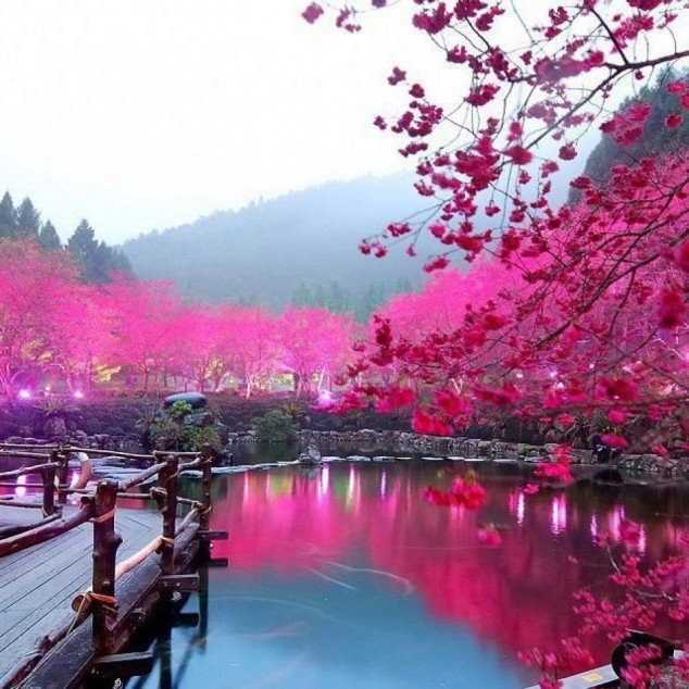 photo-of-Cherry-Blossom-Lake-%E2%80%93-Sakura-Japan.jpg