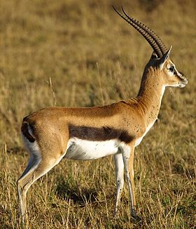 280px-Thomsons-gazelle.jpg