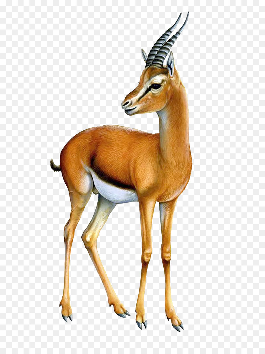 ng-gazelle-antelope-clip-art-gazelle-png-transparent-image-5a72b7c649e554.0215541515174675903027.jpg