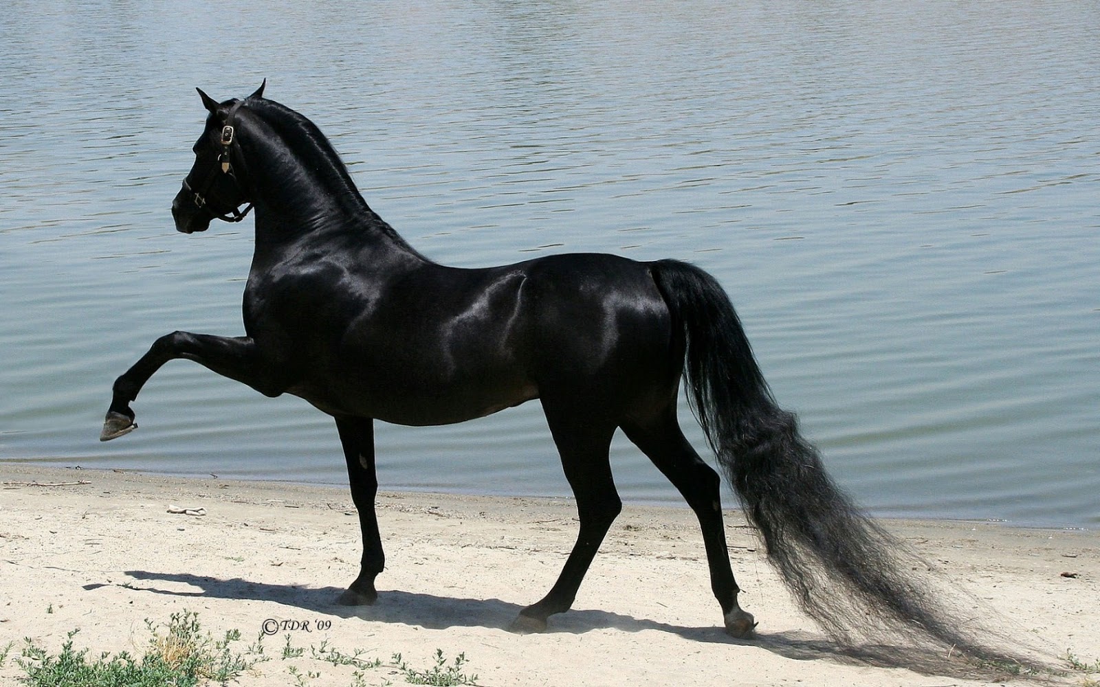 Arabian+Horses-arabefamily.blogspot.com5rtr.jpg