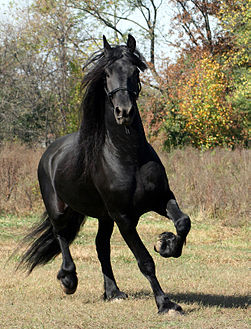 251px-Friesian_Stallion.jpg