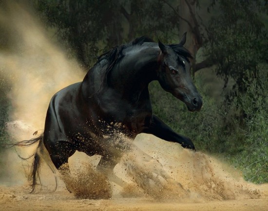 black-horse+%25281%2529.jpg