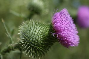 300px-Nettle.jpg