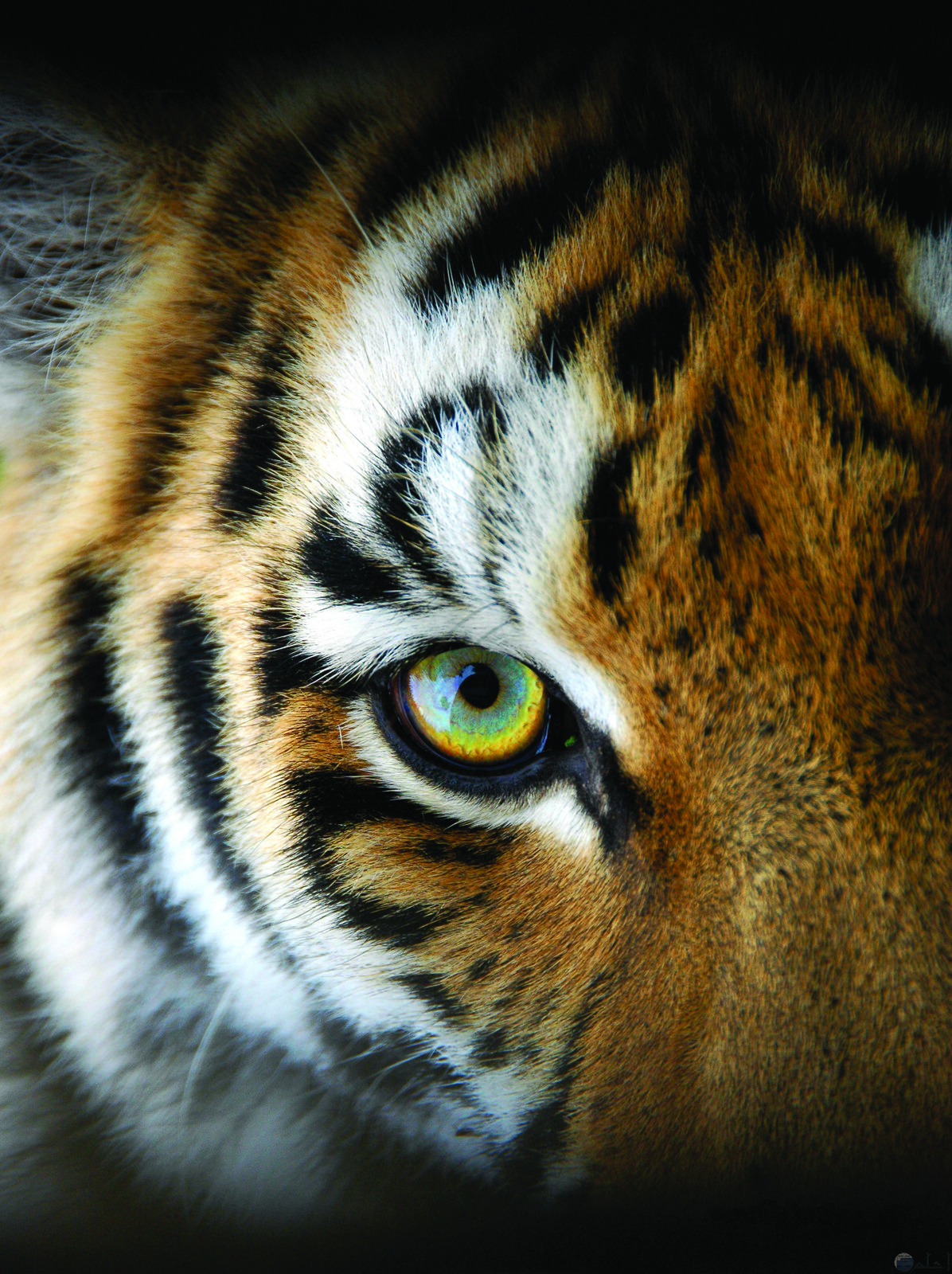 sumatran-tiger-shutterstock_51145033.jpg