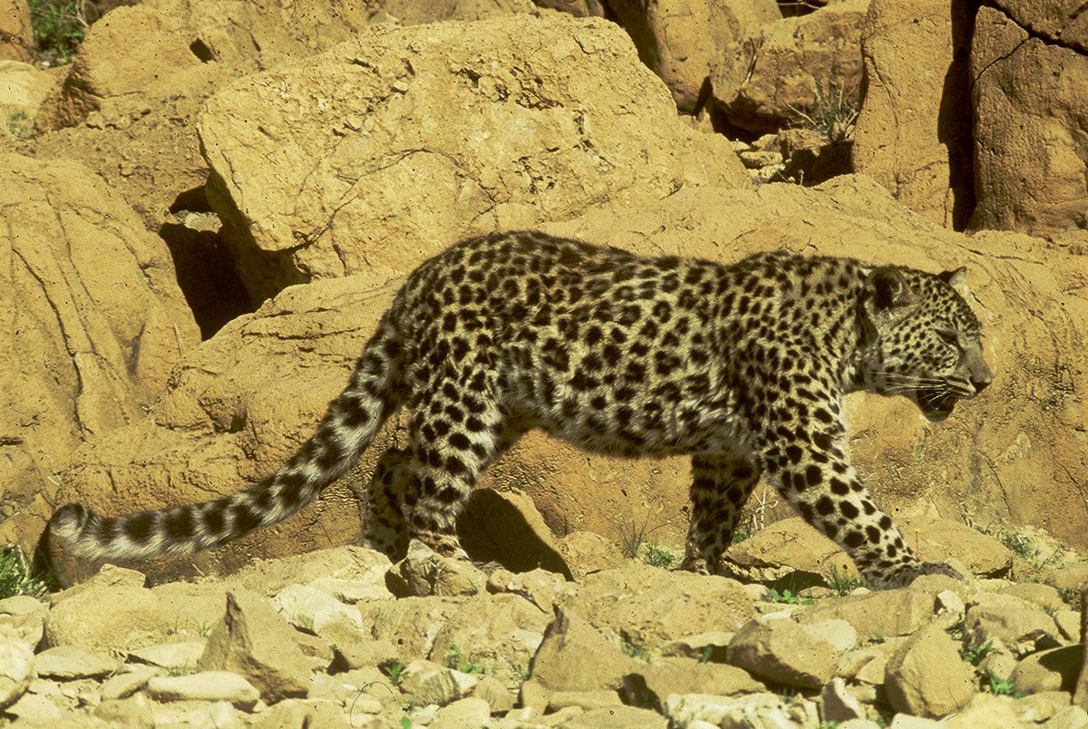 1200px-PikiWiki_Israel_14861_judean_desert_leopard_cropped.jpg