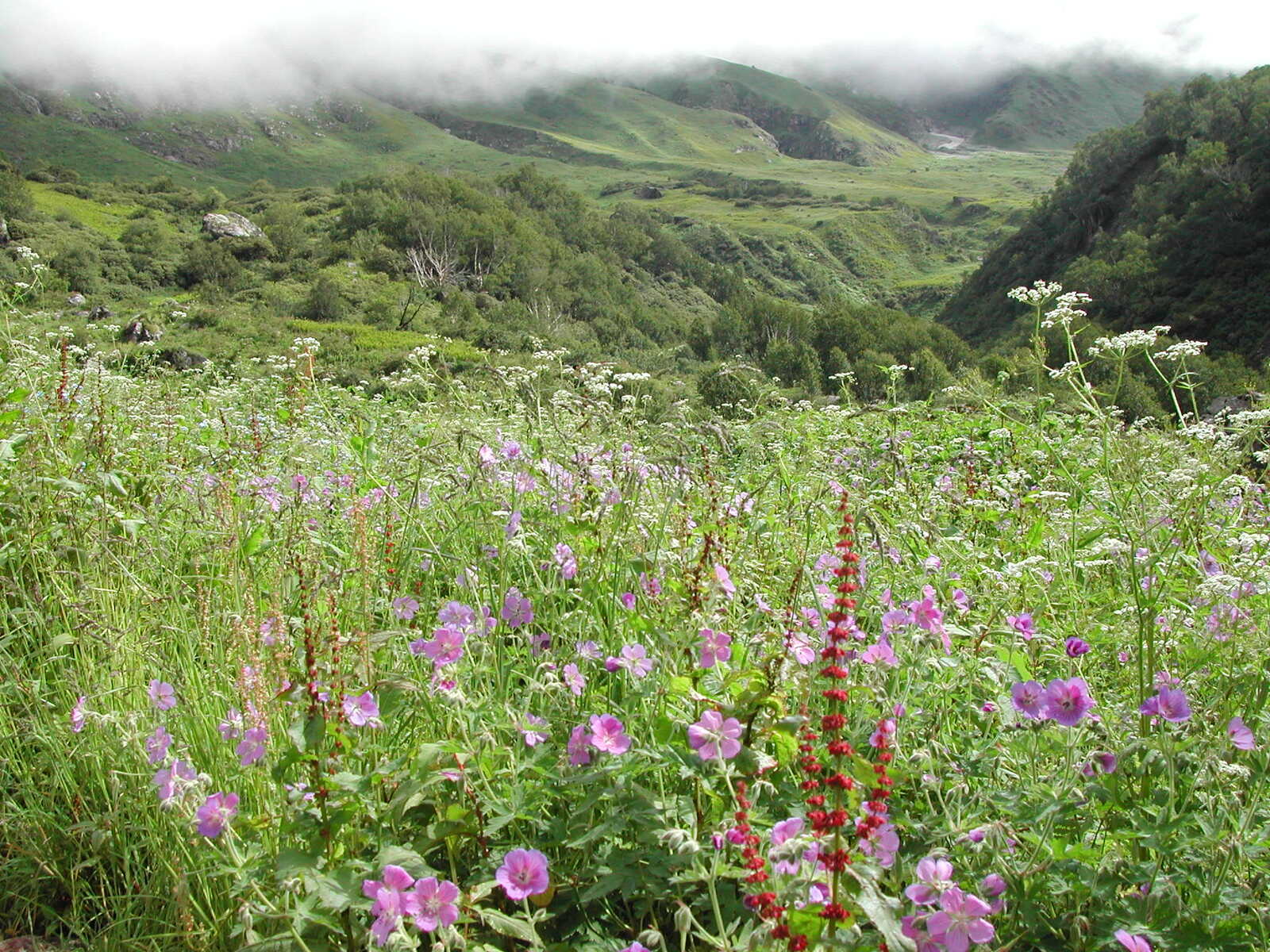 Valley_of_flowers_monsoon_season.jpg